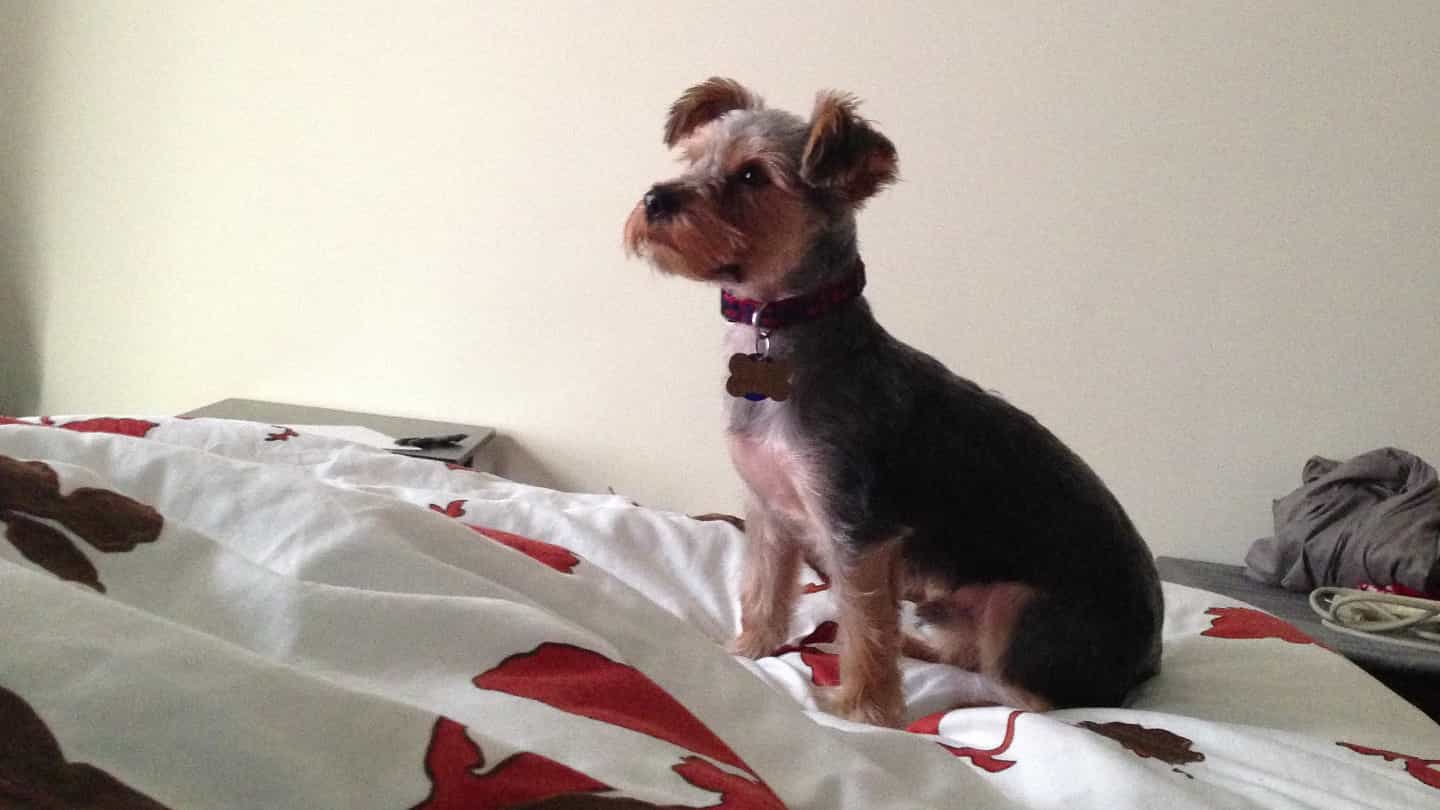 Preview image for Goodbye, Griff. You were a good boy.